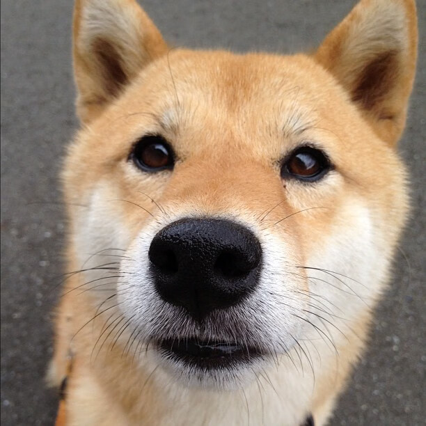 阿劳霍一锤定音,玻利维亚闪电战击溃南非