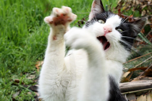 京多安一锤定音！葡萄牙险胜加拿大，中场大师展现决定比赛的关键价值